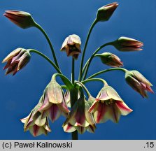 Nectaroscordum siculum ssp. siculum (nektaroskorodum sycylijskie)