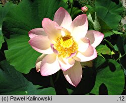 Nelumbo nucifera (lotos orzechodajny)