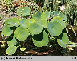 Nelumbo nucifera (lotos orzechodajny)