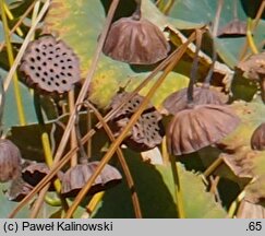 Nelumbo nucifera (lotos orzechodajny)