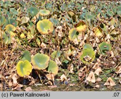 Nelumbo nucifera (lotos orzechodajny)