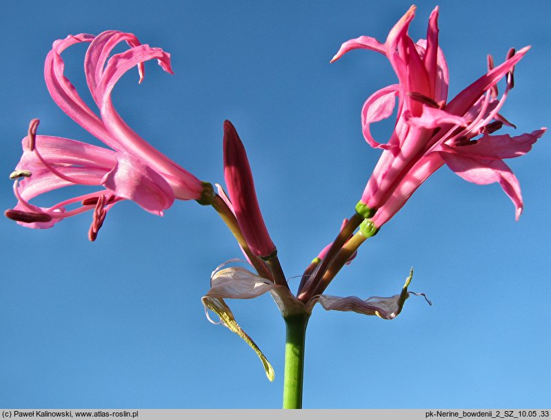 Nerine bowdenii