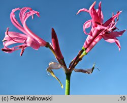 Nerine bowdenii