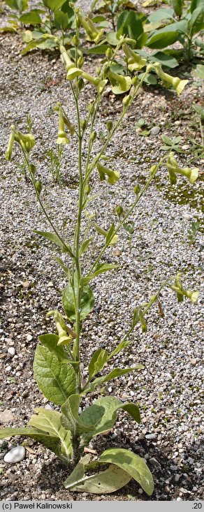 Nicotiana langsdorffii (tytoń Langsdorfa)