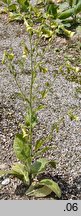 Nicotiana langsdorffii (tytoń Langsdorfa)