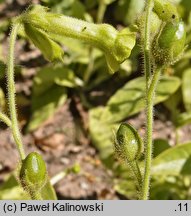 Nicotiana langsdorffii (tytoń Langsdorfa)