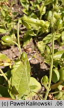 Nicotiana langsdorffii (tytoń Langsdorfa)