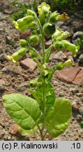 Nicotiana rustica (tytoń bakun)