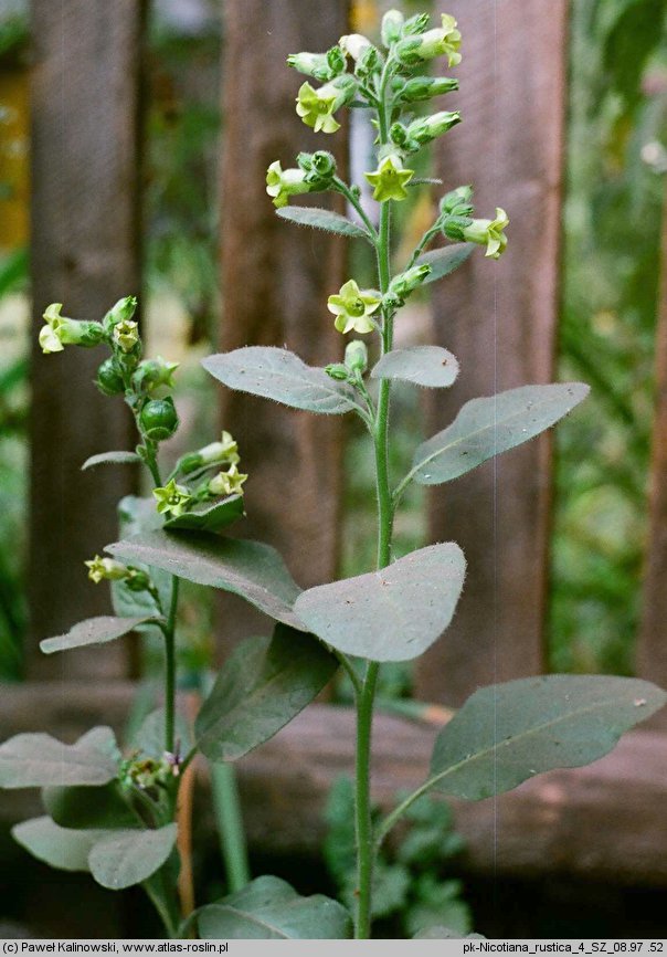 Nicotiana rustica (tytoń bakun)