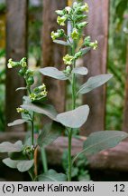 Nicotiana rustica (tytoń bakun)