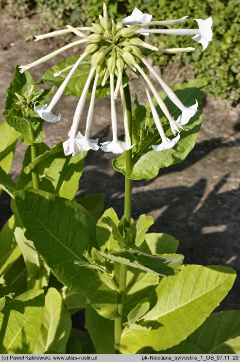 Nicotiana sylvestris