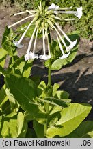 Nicotiana sylvestris