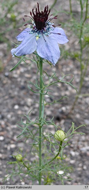 Nigella hispanica (czarnuszka hiszpańska)