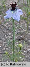 Nigella hispanica (czarnuszka hiszpańska)