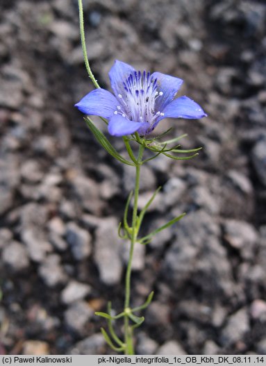 Nigella integrifolia