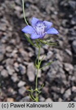 Nigella integrifolia