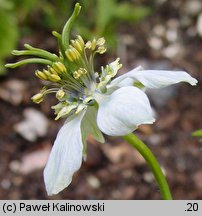 Nigella sativa (czarnuszka siewna)