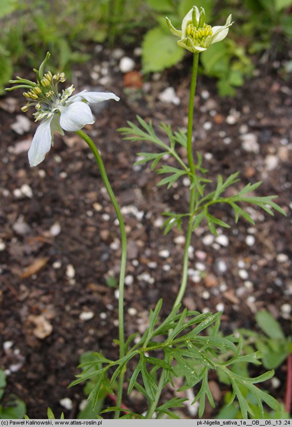 Nigella sativa (czarnuszka siewna)