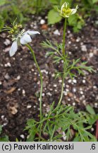 Nigella sativa (czarnuszka siewna)