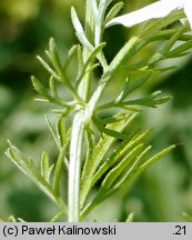 Nigella sativa (czarnuszka siewna)