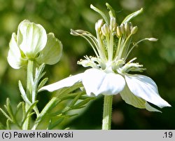 Nigella sativa (czarnuszka siewna)