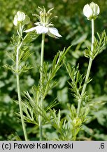 Nigella sativa (czarnuszka siewna)