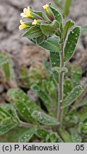 Nonea lutea (zapłonka żółta)