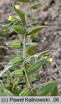 Nonea lutea (zapłonka żółta)