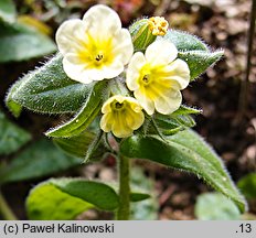 Nonea lutea (zapłonka żółta)