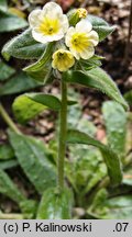 Nonea lutea (zapłonka żółta)