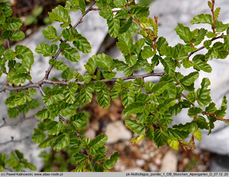 Nothofagus pumilio