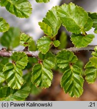 Nothofagus pumilio