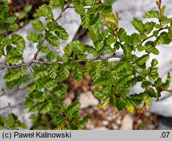 Nothofagus pumilio