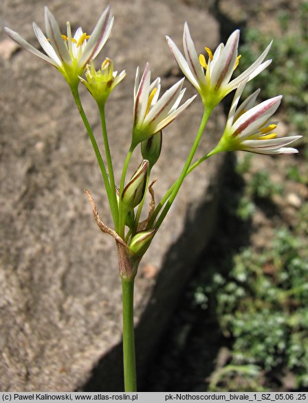 Nothoscordum bivalve