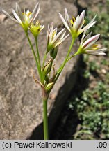 Nothoscordum bivalve