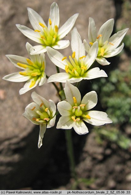 Nothoscordum bivalve