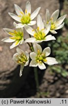 Nothoscordum bivalve