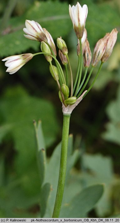 Nothoscordum ×borbonicum