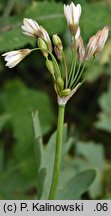 Nothoscordum ×borbonicum