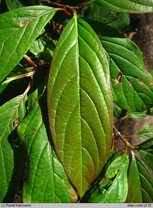 Nyssa sinensis