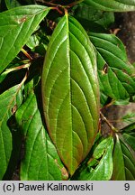 Nyssa sinensis