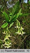 Osmaronia cerasiformis (śliwokrzew amerykański)