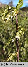 Osmaronia cerasiformis (śliwokrzew amerykański)