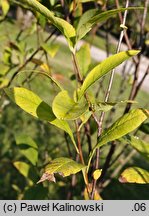 Osmaronia cerasiformis (śliwokrzew amerykański)