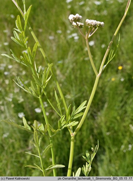 Oenanthe lachenalii (kropidło Lachenala)