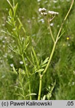 Oenanthe lachenalii (kropidło Lachenala)