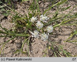 Oenanthe lachenalii (kropidło Lachenala)