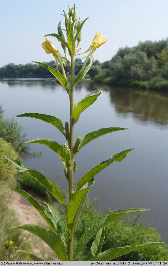 Oenothera acutifolia (wiesiołek ostrolistny)