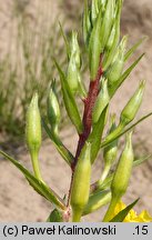 Oenothera acutifolia (wiesiołek ostrolistny)