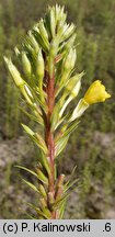 Oenothera acutifolia (wiesiołek ostrolistny)